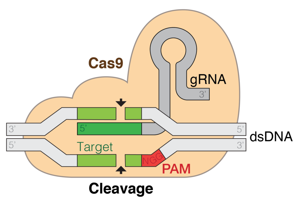 CRISPR: Gene Editing Technology