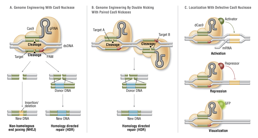 CRISPR/Cas9 System Applications